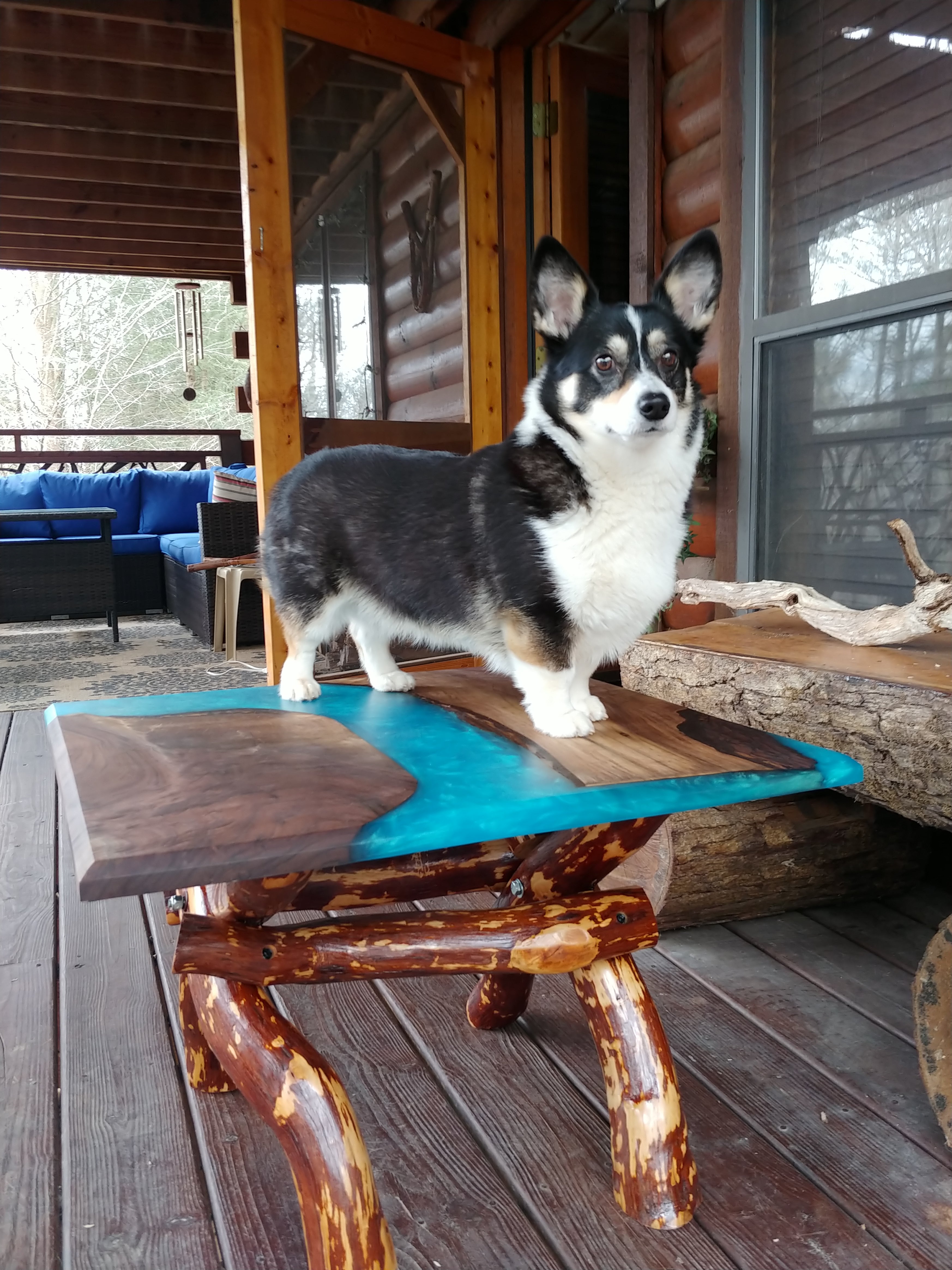 Beans the corgi standing on a table made by G. Loebick Woodworks